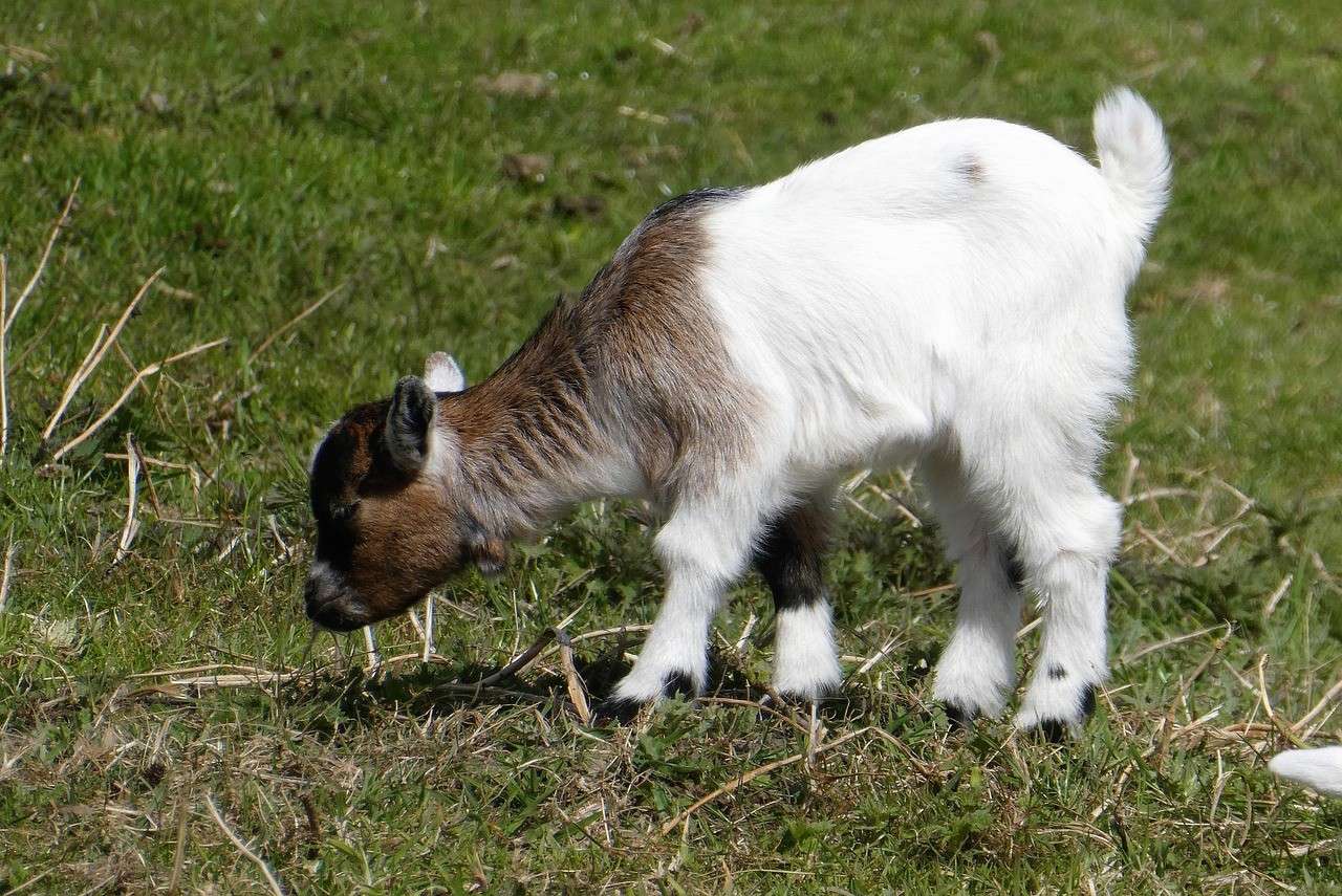 Jenis Pakan Kambing Yang Bergizi Dan Berkualitas